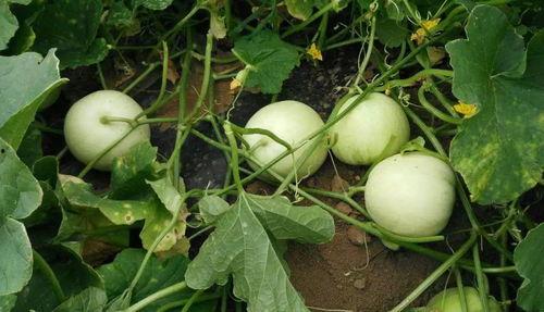 米瓜怎么吃才甜,解锁美味甜度新境界