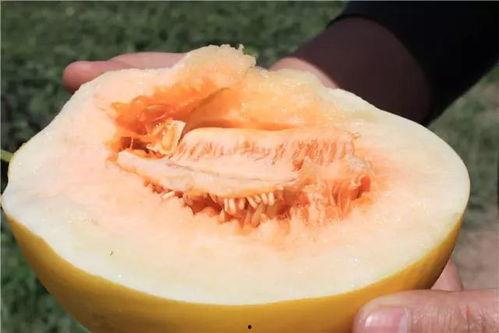 蜜瓜特长就是吃,尽享甜蜜滋味，探索美食新境界