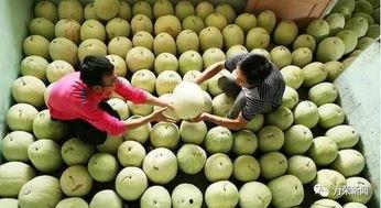 新冠吃三白瓜,三白瓜助力健康养生