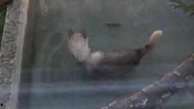 吃瓜太狼,网络红人的崛起与争议