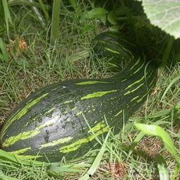 吃方瓜好处,揭秘吃方瓜的五大益处